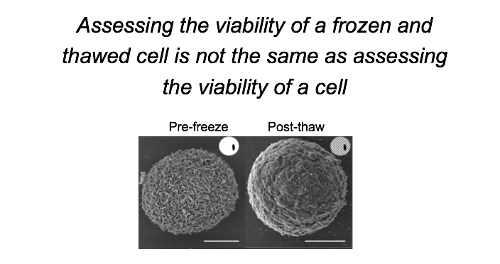 Assessing viability of a frozen and thawed cell