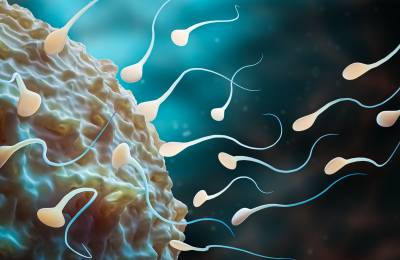 Egg Protein May Reveal Mechanisms Involved in Currently Unexplained Infertility