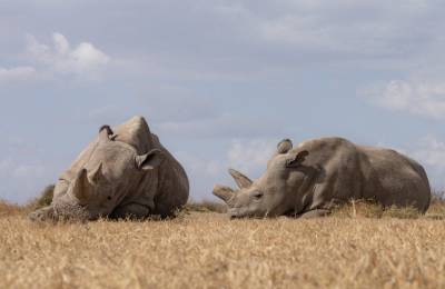 World's First IVF Rhino Pregnancy