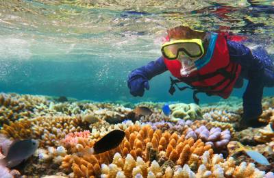 Scientists Freeze Coral from Great Barrier Reef