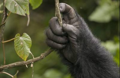 Stem Cells Used to Successfully Treat Arthritis in Gorilla