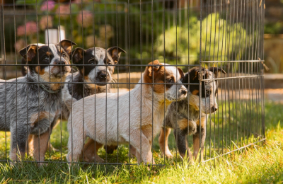 Rise of Illegal Dog Fertility Clinics