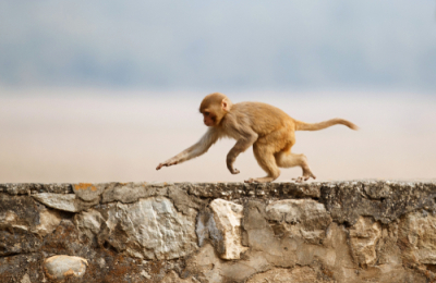 Three-year-old Rhesus Monkey was Cloned Using 'Dolly method'
